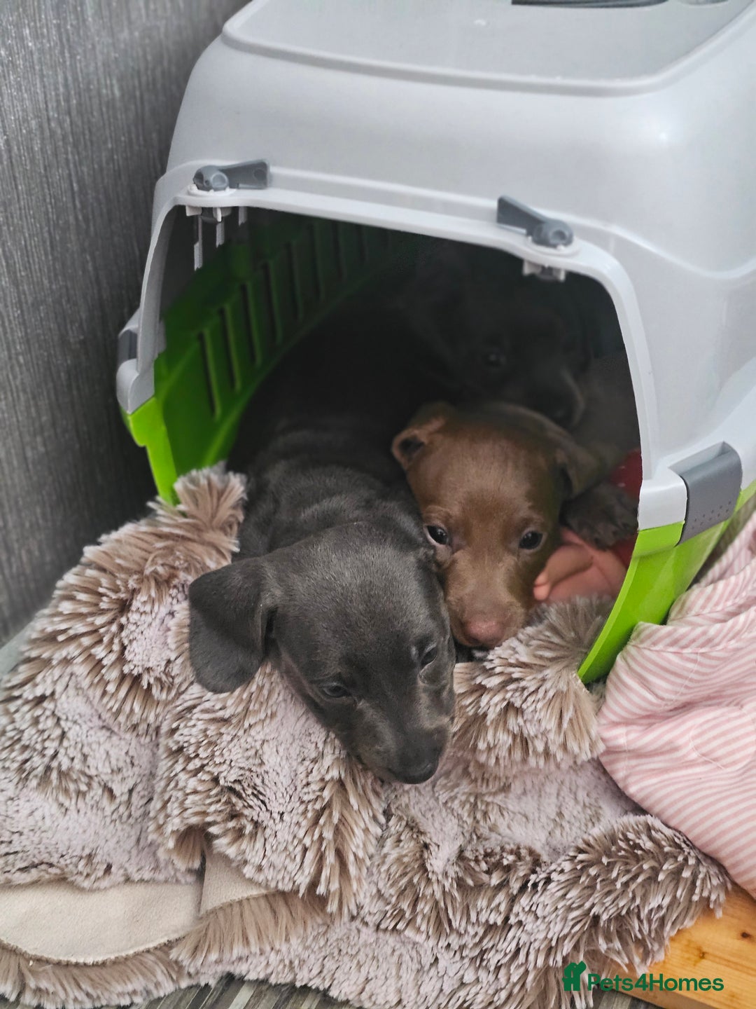 Miniature Dachshund dogs for sale: Friendly& Family -Oriented - Image 10