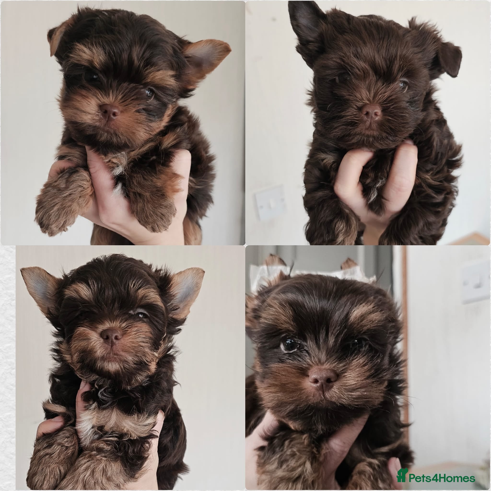 Yorkshire Terrier dogs Beautiful Chocolate Yorkshire Terrier Puppies - Advert 17