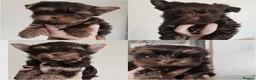 Yorkshire Terrier dogs for sale: Ready for a new home🥰4 Chocolate Yorks Puppies  - Advert 15