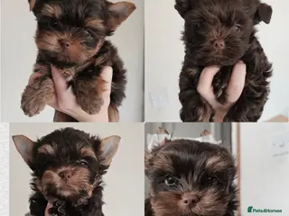 Yorkshire Terrier dogs Beautiful Chocolate Yorkshire Terrier Puppies - Advert 17