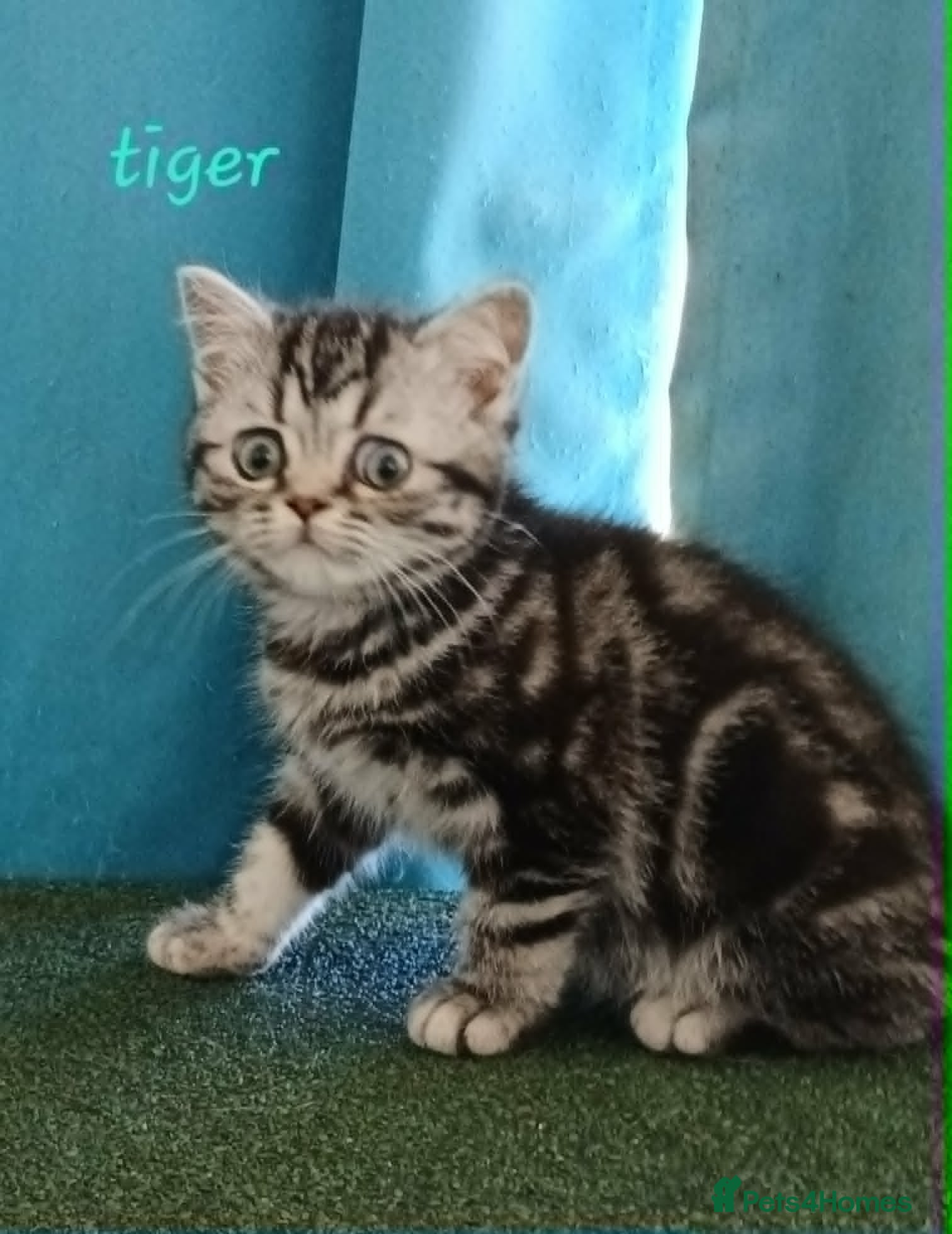 British Shorthair cats Bsh. Silver Classic Tabby . - Advert 14