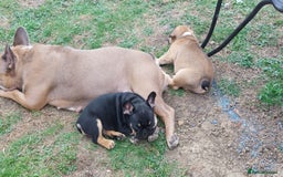 French Bulldog dogs for sale: BINGO  - Image 4