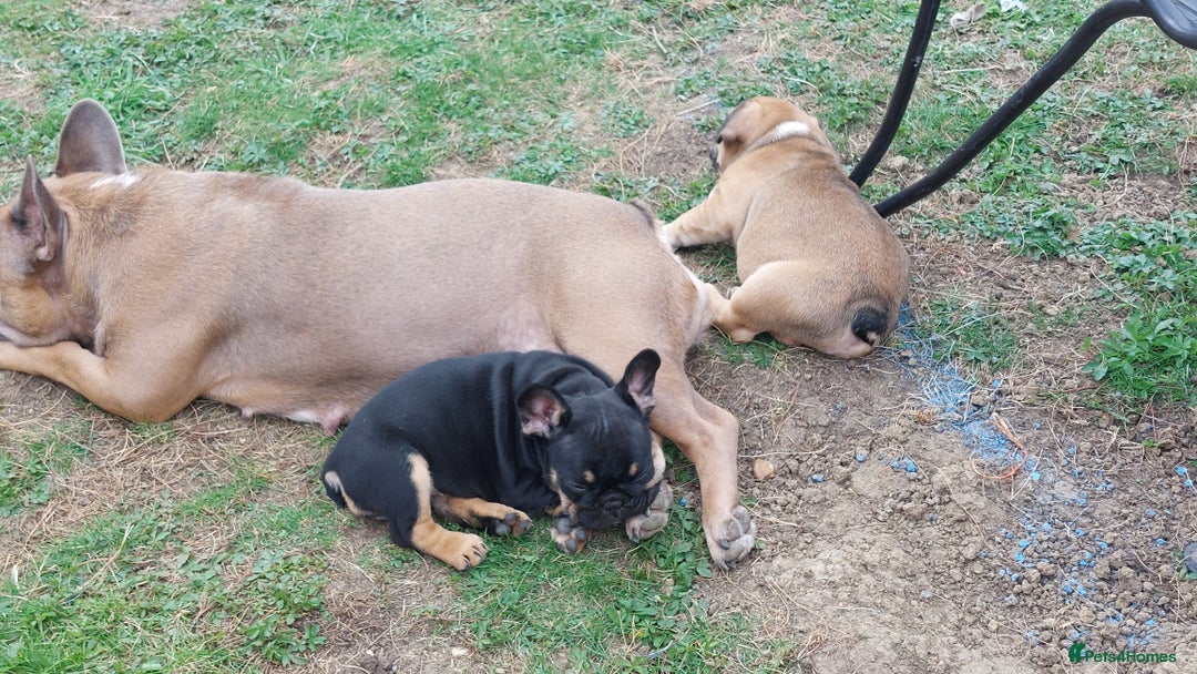 French Bulldog dogs for sale: BINGO  - Image 4