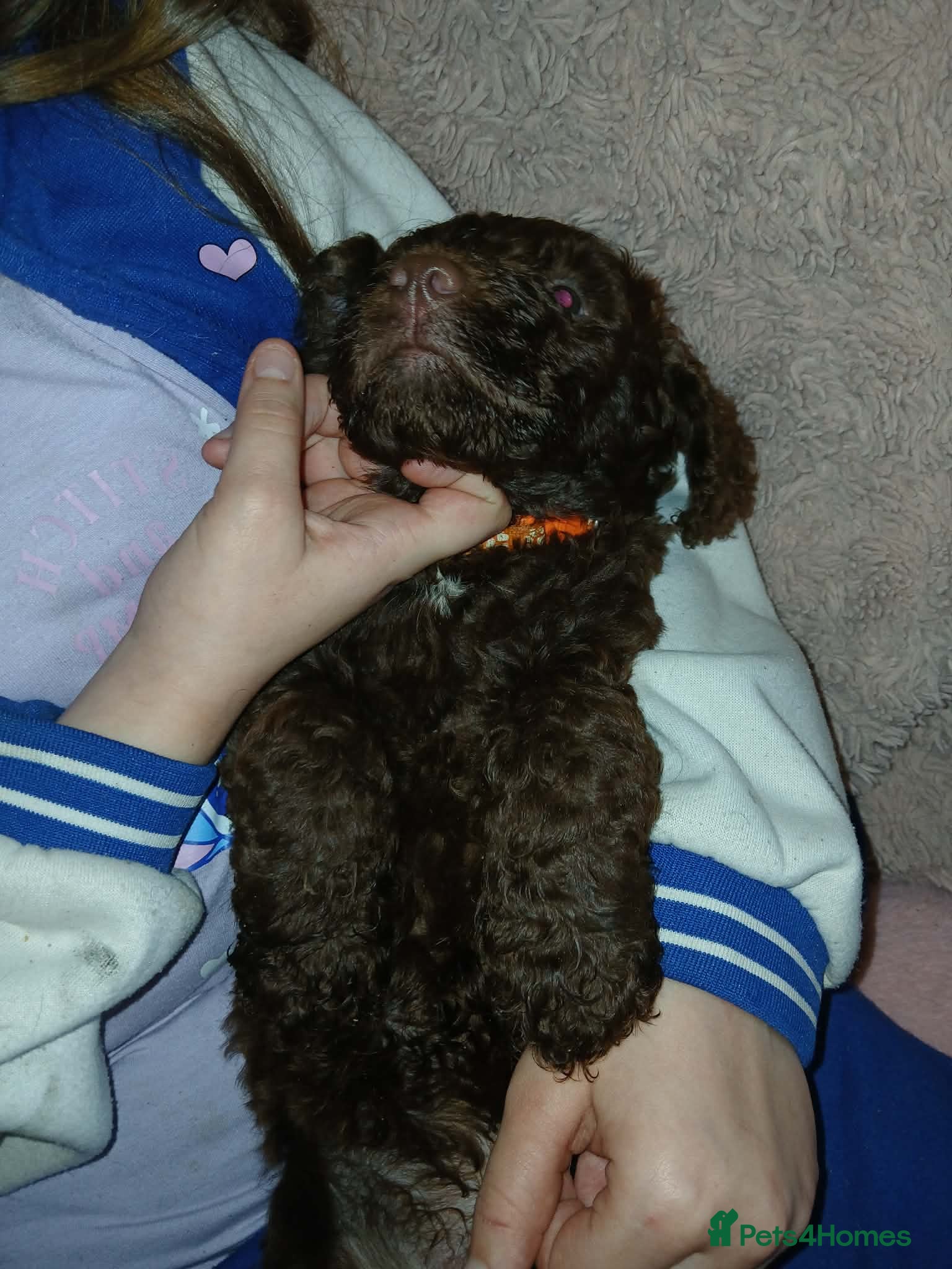 Cockapoo dogs Stunning cockerpoo puppies ready mid March - Advert 8