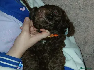 Cockapoo dogs Stunning cockerpoo puppies ready mid March - Advert 8