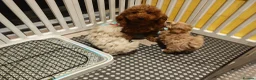 Maltipoo dogs for sale: Maltipoo F1 Toy Size, KC Parents, DNA Tested Clear - Advert 16