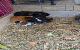 Guinea Pig rodents for sale: 7 beautiful mixed sex unsexed gineapigs  - Image 1