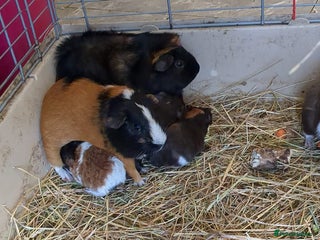 Guinea Pig rodents 7 beautiful mixed sex unsexed gineapigs - Advert 17