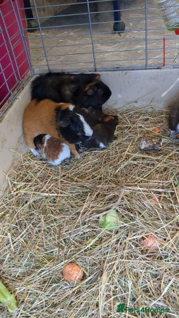 Guinea Pig rodents - Advert 1