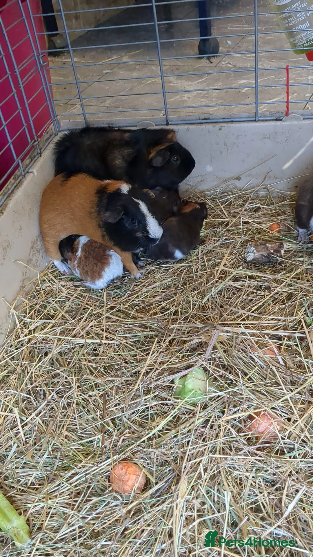 Guinea Pig rodents for sale:  beautiful gineapigs 4 boys available  - Advert 2