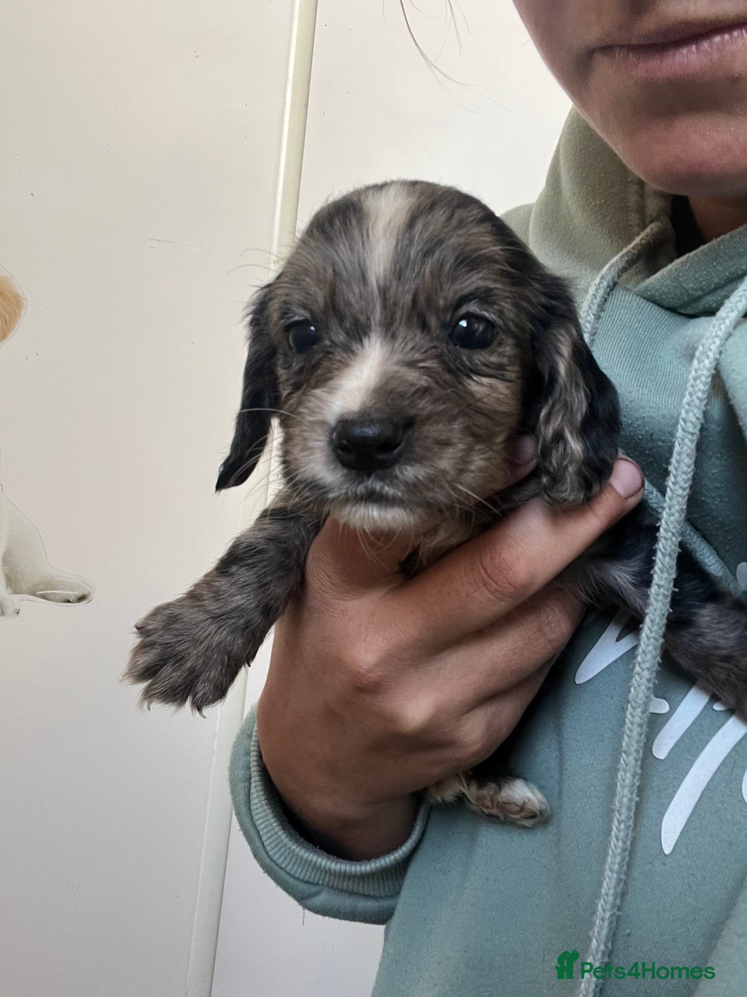 Cocker Spaniel dogs for sale: Working cocker spaniel puppies - Image 8