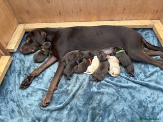 Labrador Retriever dogs - Advert 7