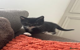 Mixed Breed cats for sale: Two boys, ready now  - Image 2
