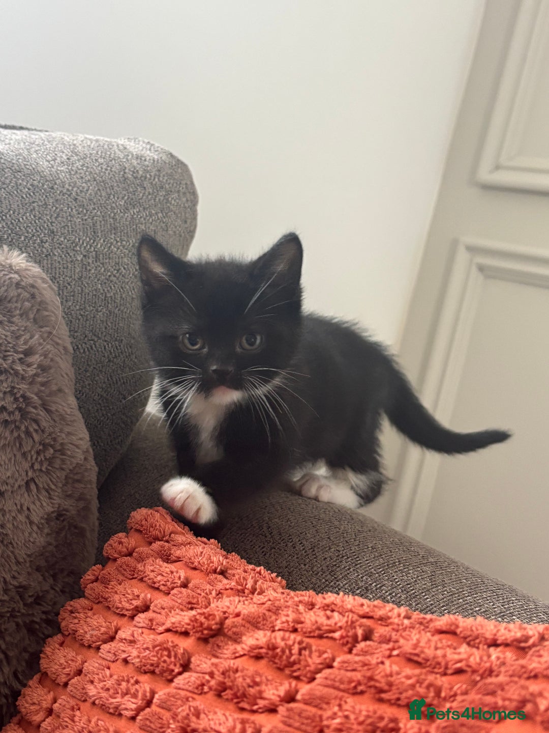 Mixed Breed cats for sale: Two boys, ready now  - Image 2