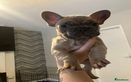 French Bulldog dogs for sale: Fluffy French bull dogs for sale - Image 5