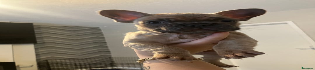 French Bulldog Puppy 2
