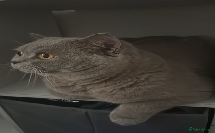 British Shorthair cats - Advert 10