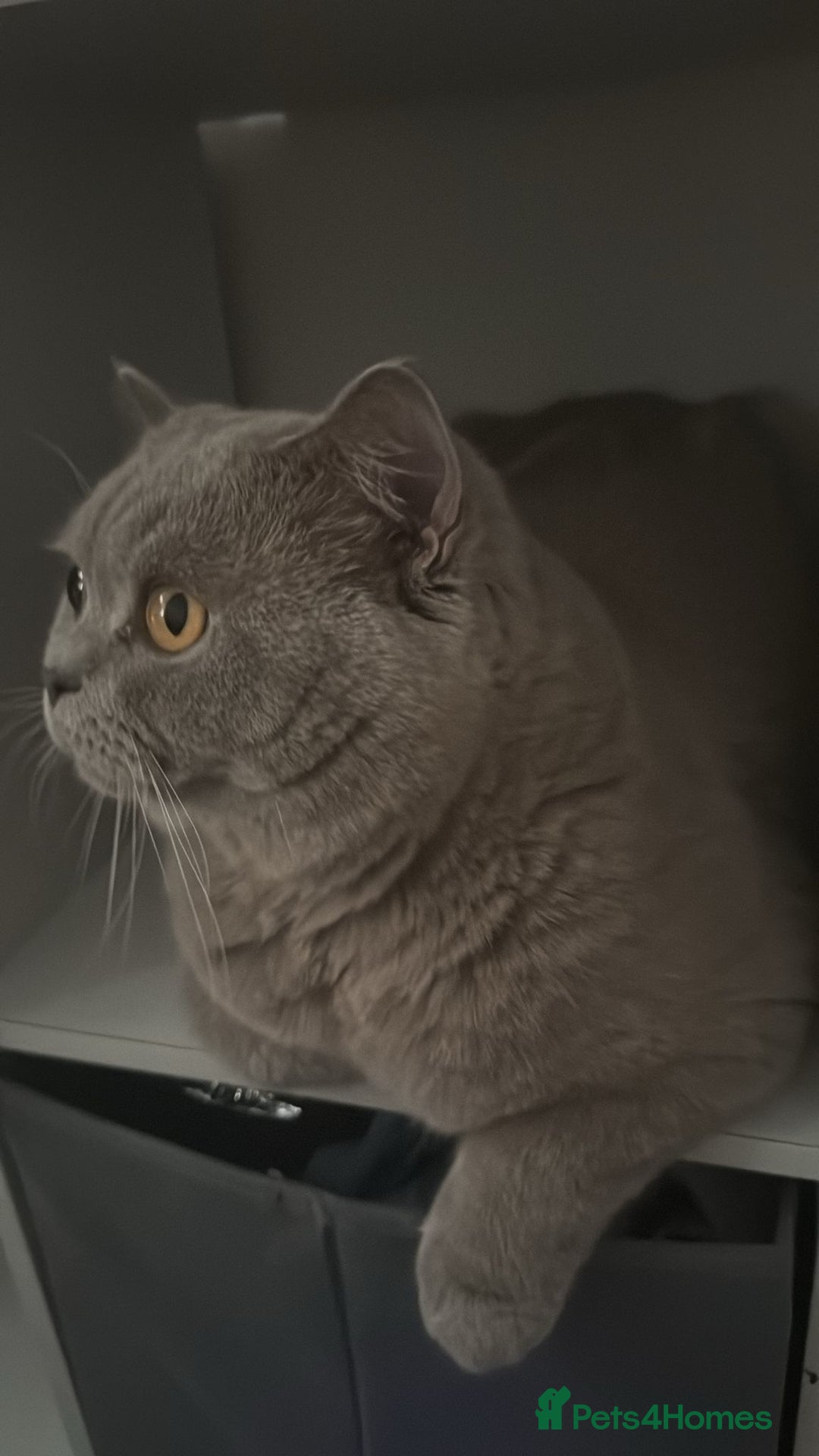 British Shorthair cats for sale: 9 month old British shorthair blue male - Image 1