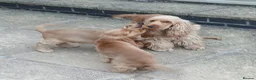 Cocker Spaniel dogs for sale: Show Type cocker puppies - Advert 7