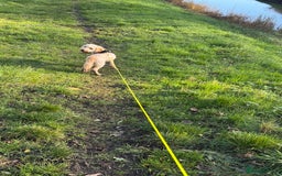 Cockapoo dogs for sale: cockapoo for sale  - Advert 3