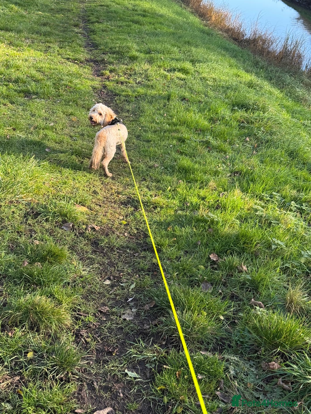 Cockapoo dogs for sale: cockapoo for sale  - Advert 3