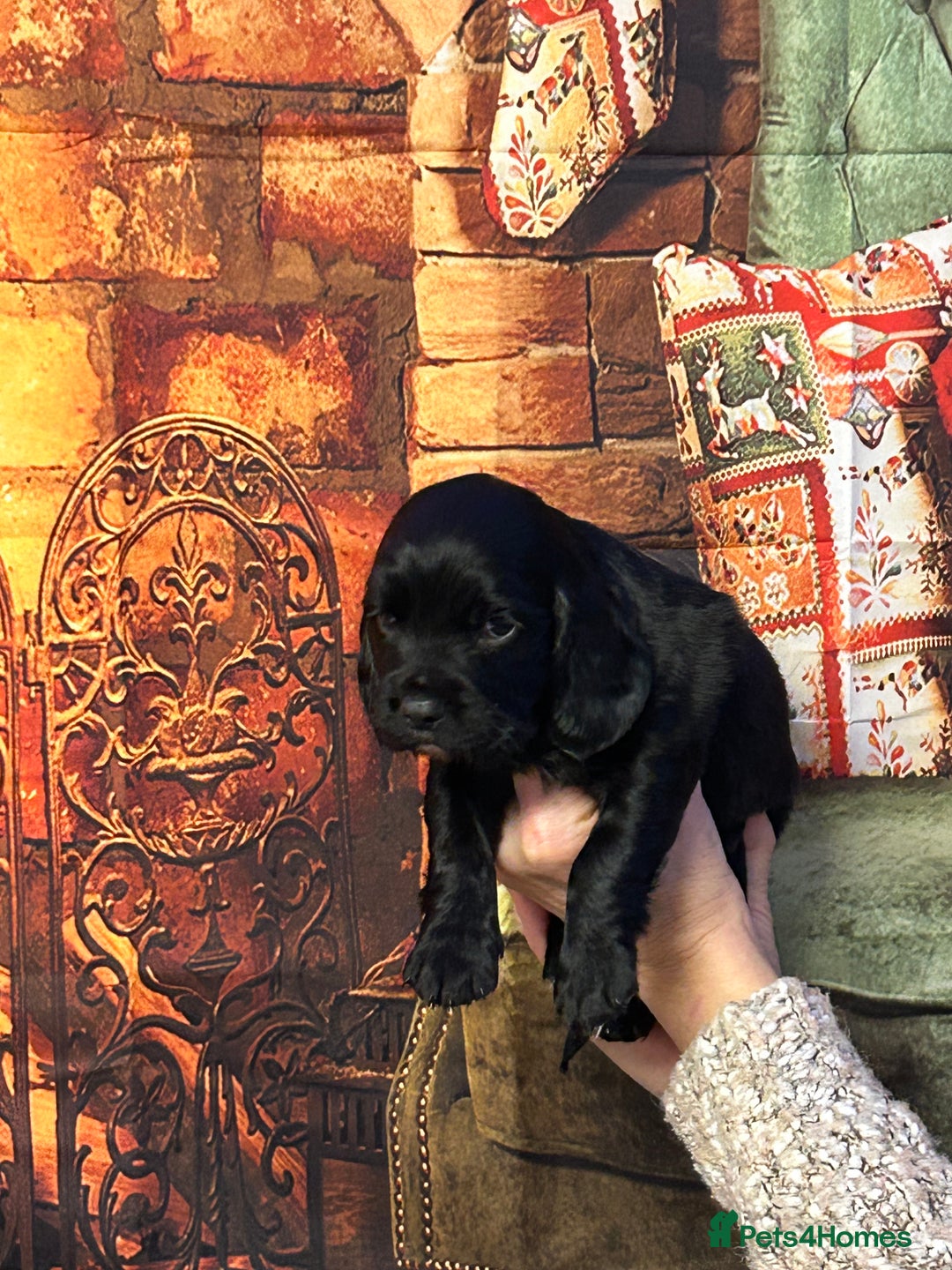 Sprocker dogs for sale: F1 Sprocker pups - Advert 5