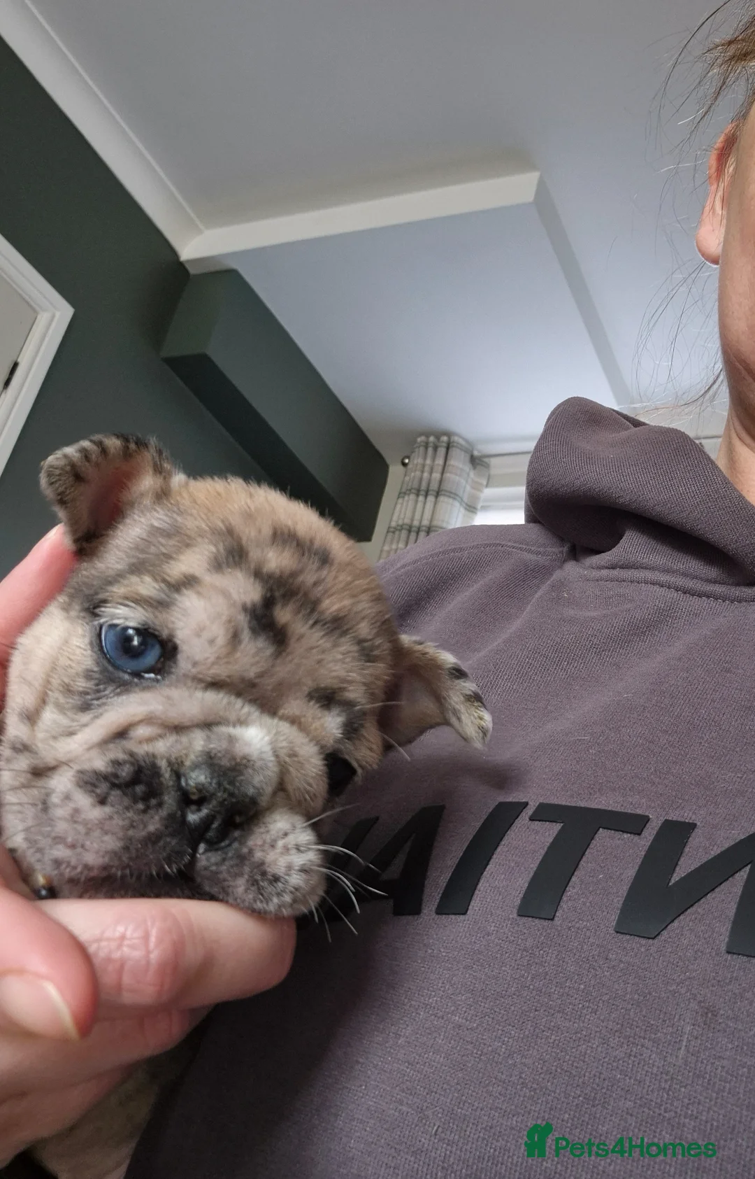 English Bulldog dogs for sale: English  - Advert 6