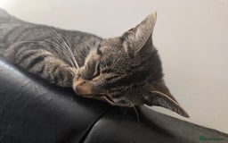 Mixed Breed cats for sale: 2 cats - Image 1