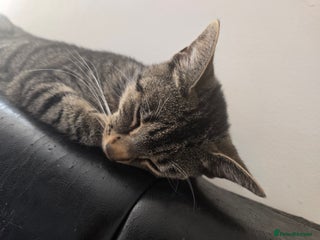 Mixed Breed cats - Advert 16