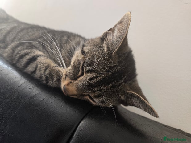 Mixed Breed cats - Advert 16