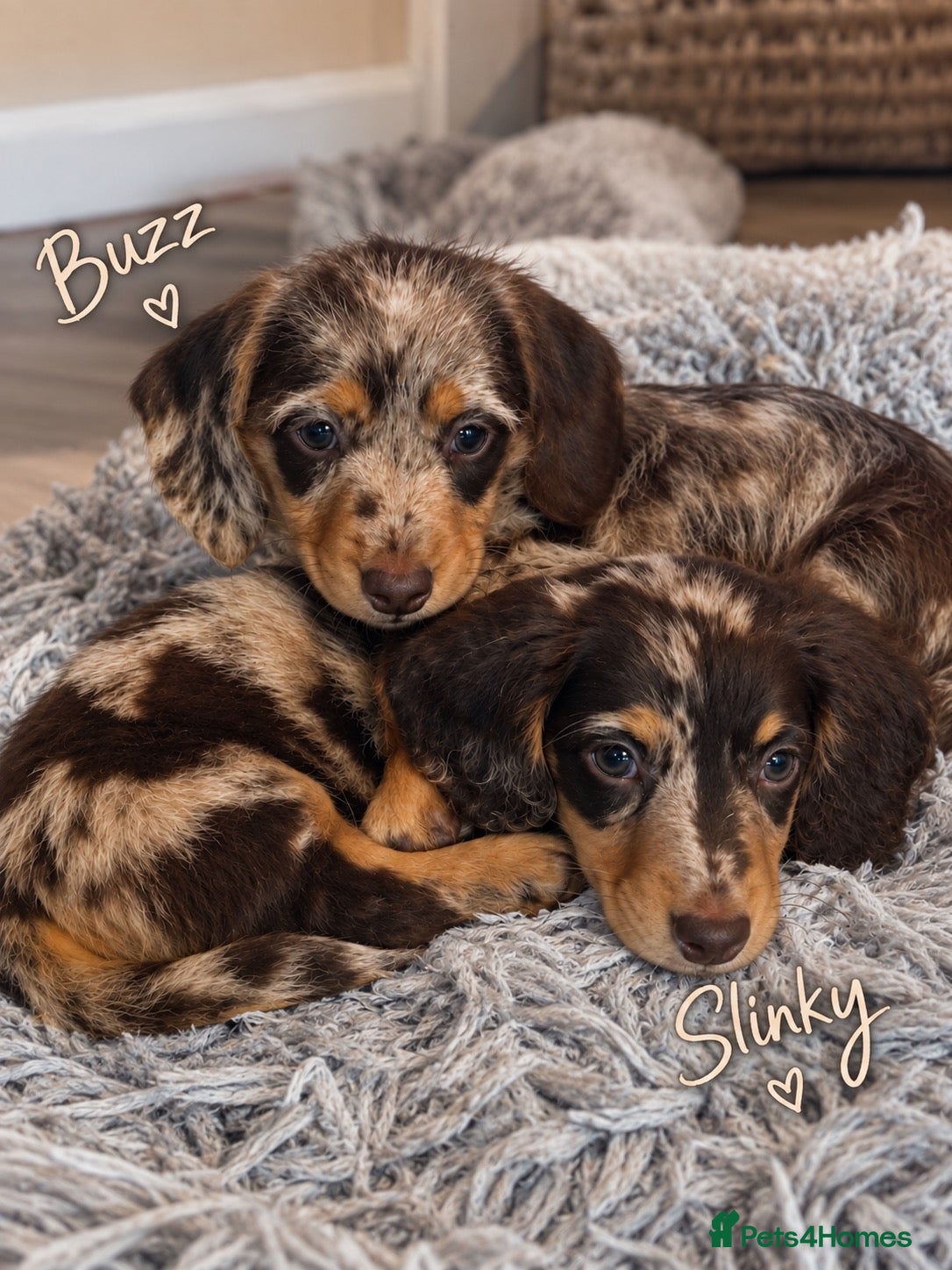 Miniature Dachshund dogs Beautiful Miniature Dachshund Puppies • Ready Now - Advert 9