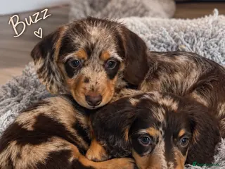 Miniature Dachshund dogs Beautiful Miniature Dachshund Puppies • Ready Now - Advert 4