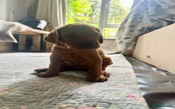 Mixed Breed dogs for sale: Vizla x Fox Red Lab (75/25) Puppies - Image 12