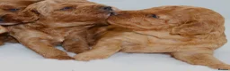 Cavapoo dogs for sale: Quality, Red, Low-Shedding Toy Cavapoo Puppies - Advert 7