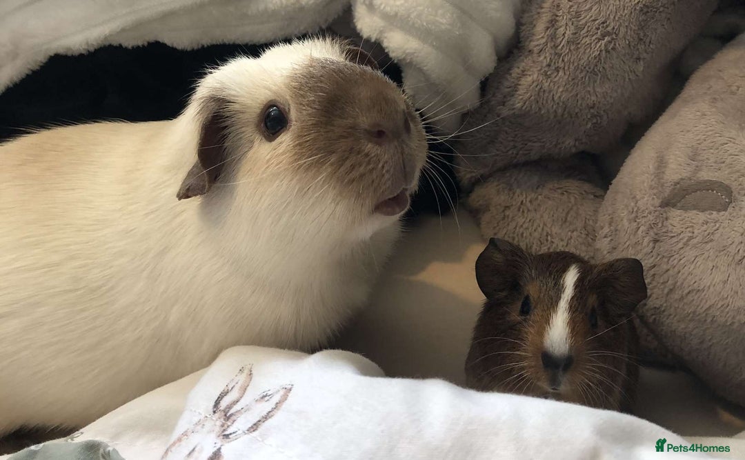 Guinea Pig rodents for sale: two male guinea pigs  - Advert 3