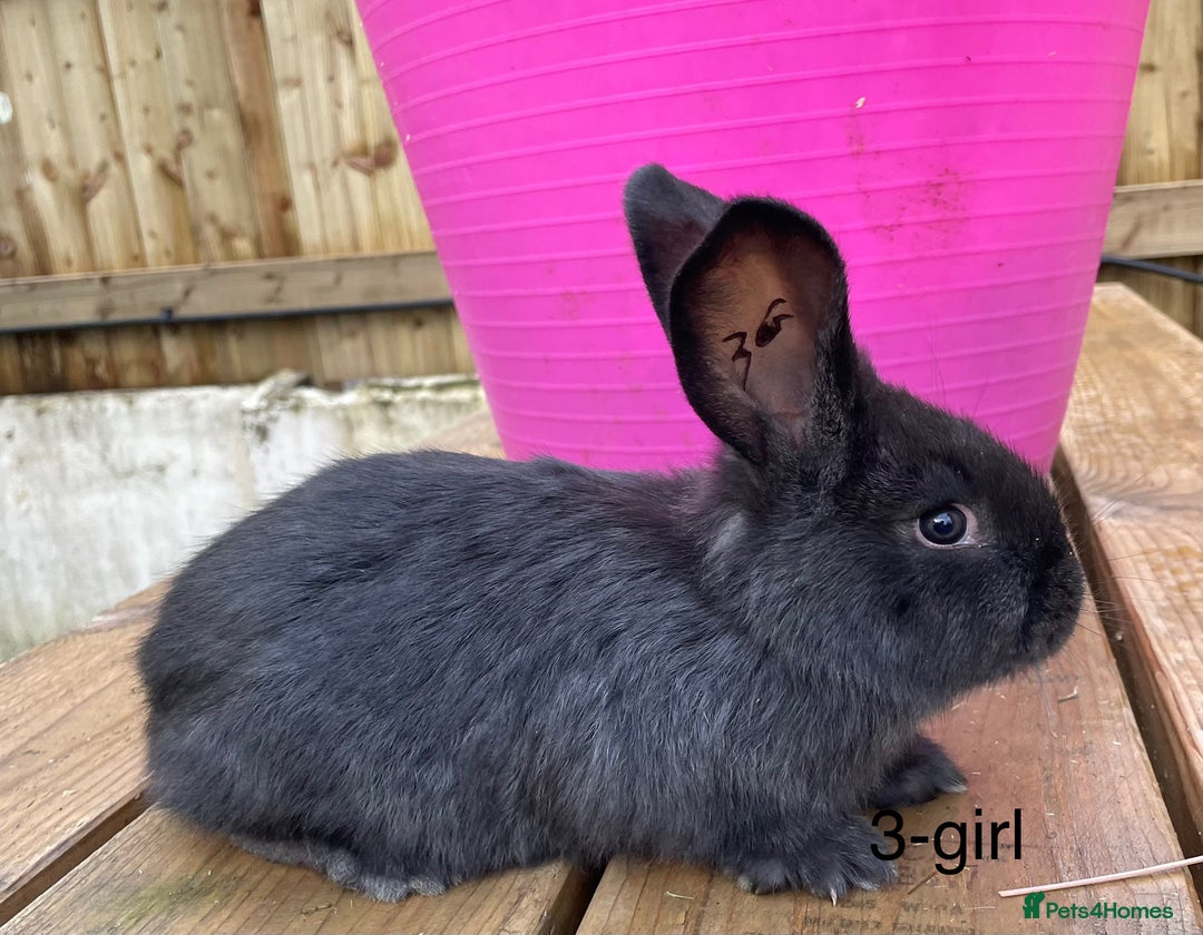 Continental Giant rabbits for sale: Various ages of continental giants - Advert 1