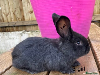 Continental Giant rabbits Various ages of continental giants - Advert 8