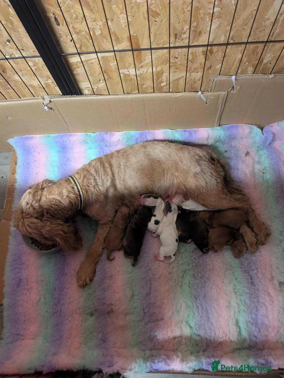 Cockapoo dogs for sale: Gorgeous cockapoos - Advert 2