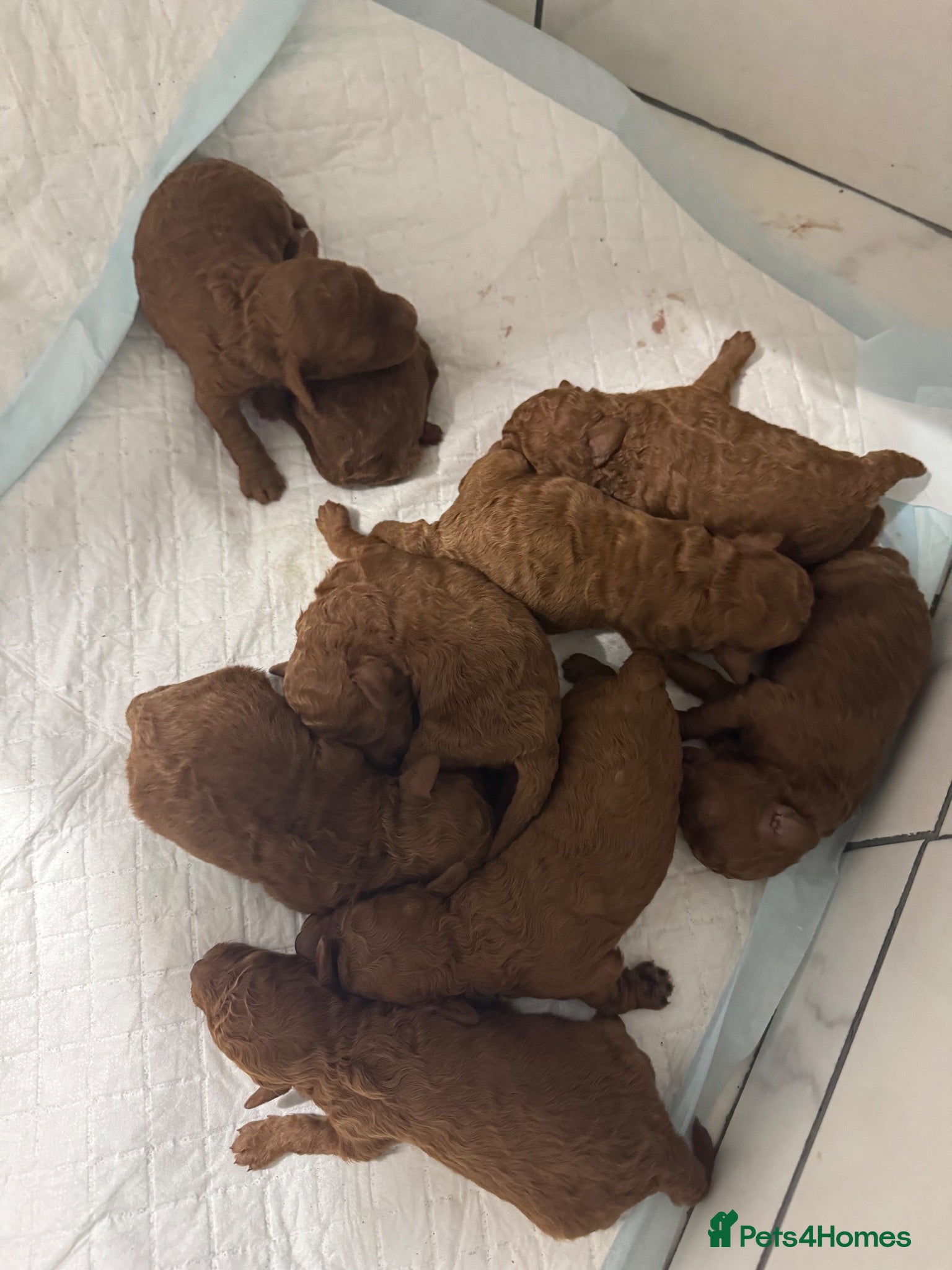 Toy Poodle dogs KC dark ExtraTiny toy poodle puppies champion line - Advert 2