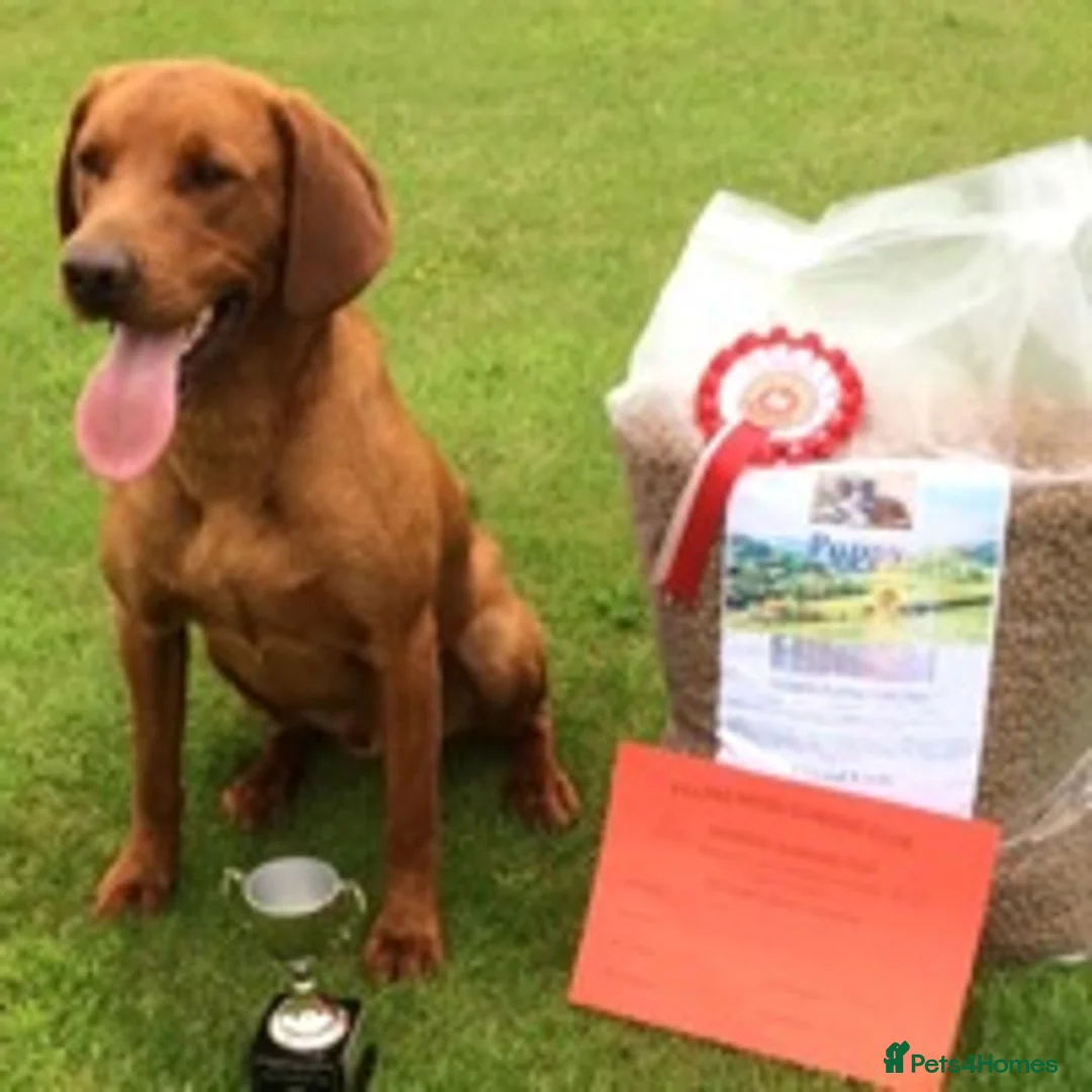 Labrador Retriever dogs for stud: CLAYBROW RED RAMBLER available for Stud (Proven) in Southport - Advert 8