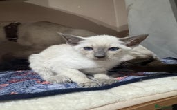 Siamese cats for sale: 5 affectionate adorable Siamese kittens ready now - Image 6