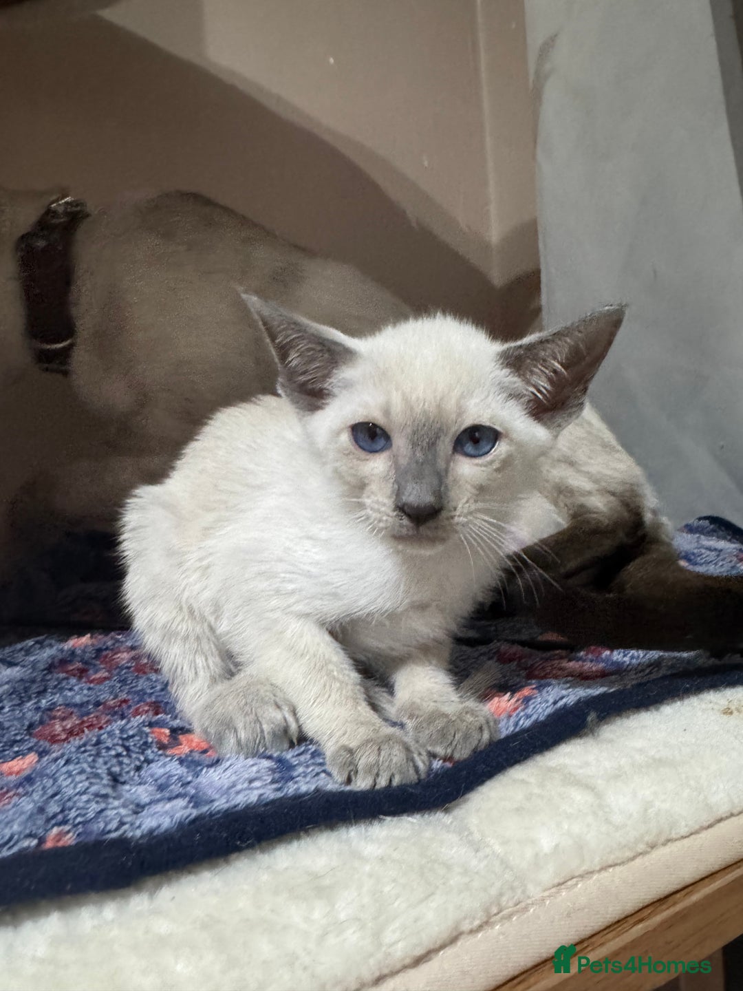 Siamese cats for sale: 5 affectionate adorable Siamese kittens ready now - Image 6