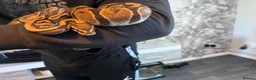 Python Snake reptiles for sale: 2 bull pythons for sale boy and girl - Advert 10