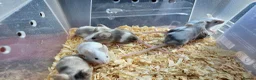 Mouse rodents for sale: Mice for sale  in Lincoln - Advert 2