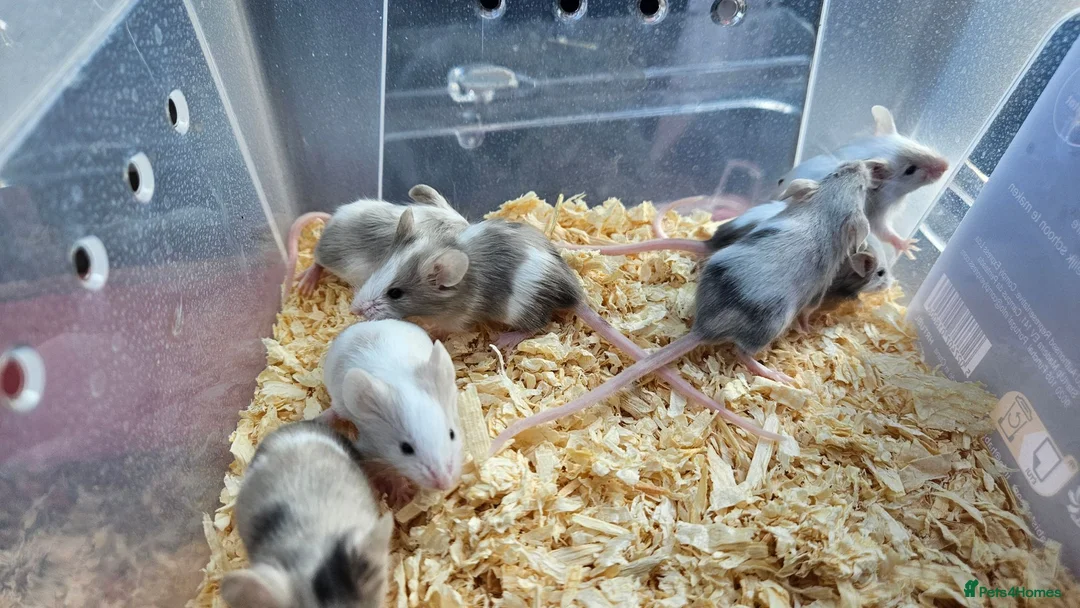 Mouse rodents for sale: Mice for sale  in Lincoln - Advert 2