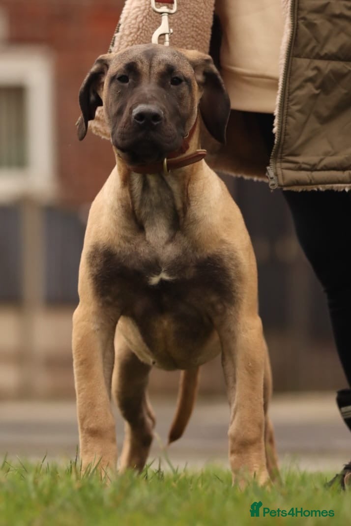 Presa Canario dogs Presa Canario Female  - Advert 1