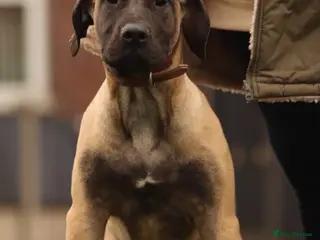 Presa Canario dogs Presa Canario Female - Advert 1