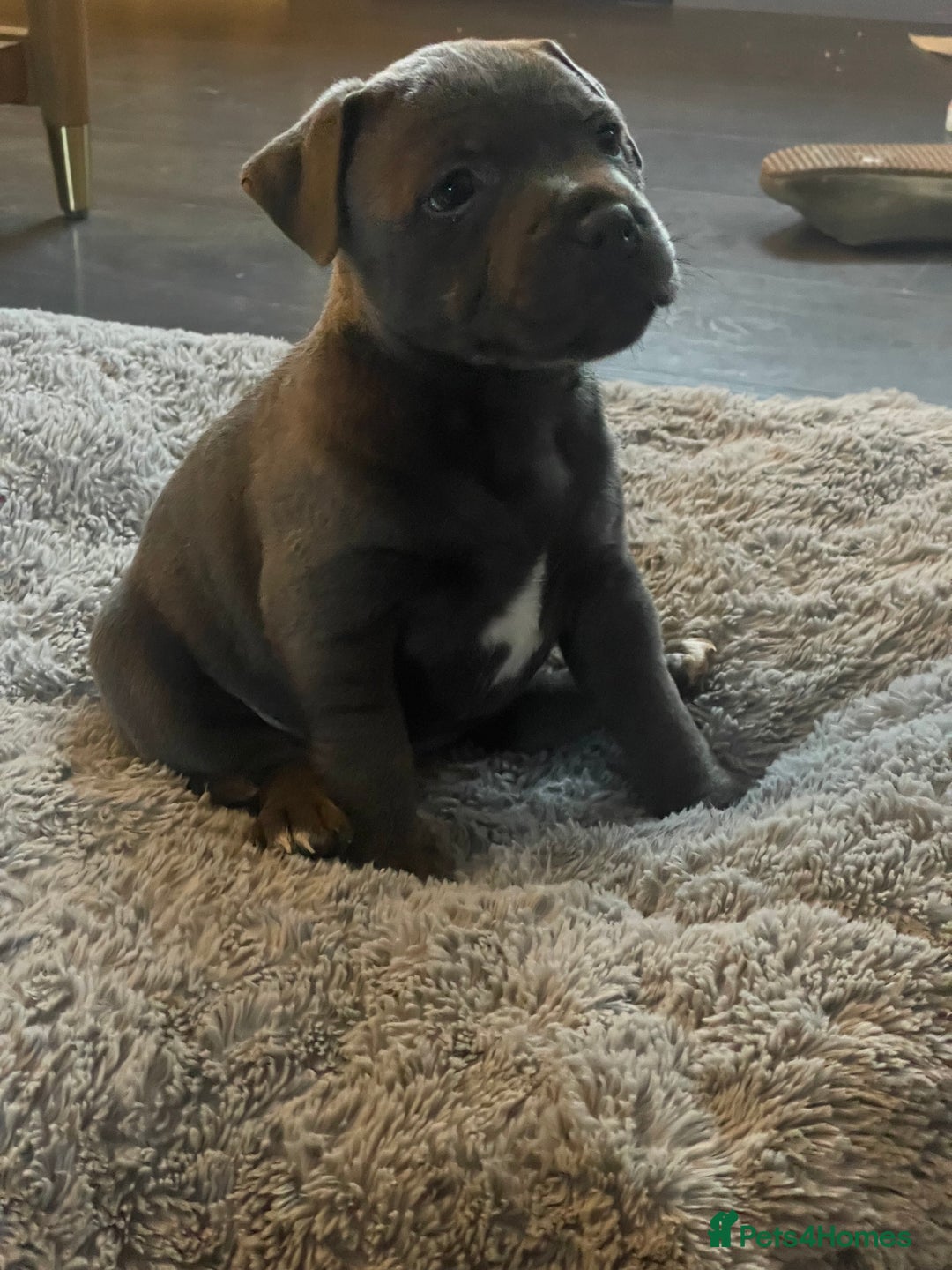 Staffordshire Bull Terrier dogs for sale: One beautiful Staffordshire bull terrier - Advert 7