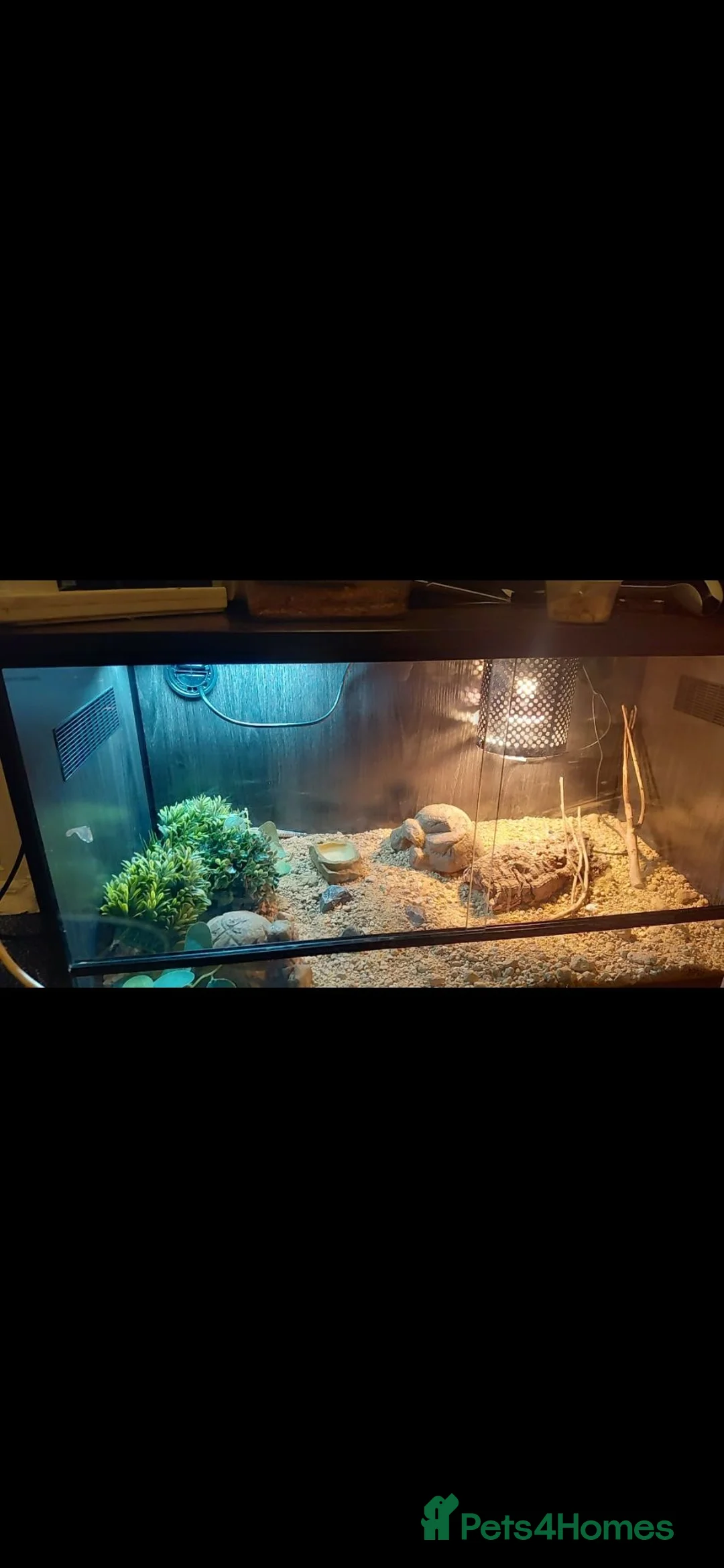 Leopard Gecko reptiles for sale: Leopard Gecko with full set up  in Stockport - Advert 2