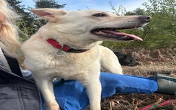 Mixed Breed dogs for adoption: Buddy - Norwich Norfolk  - Image 9